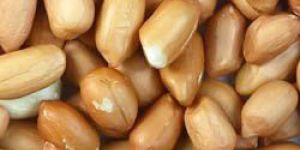 Groundnut Kernels