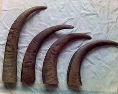 Buffalo Horn Tips