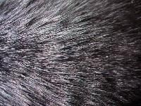 Cattle Animal Hair