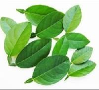 Lemon Leaf