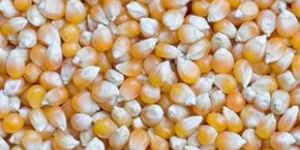 Maize