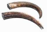 Buffalo Horn