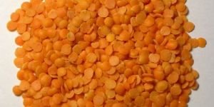 Masoor Pulses