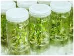 400 Gram Tissue Culture, Clare Glass Jar,
