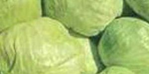 Fresh Green Cabbage