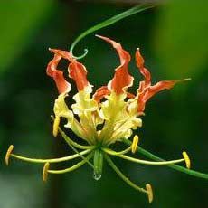 Gloriosa Superba Seeds