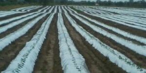 Plastic Mulching Film