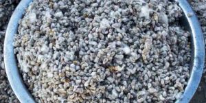 Cotton Seeds