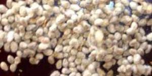 Cotton Seeds