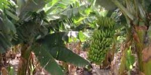 Green Banana