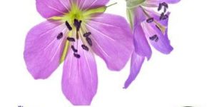 Geranium Oil