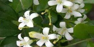 Jasmine Oil