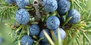 Juniper Berry Oil