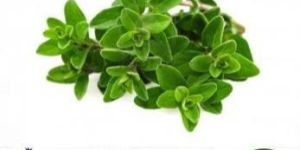 Marjoram Oil