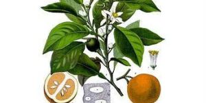 Neroli Oil