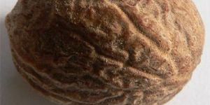 Nutmeg Oil