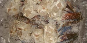 Frozen Blue Swimming Cut Crab
