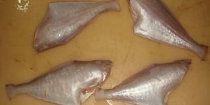 Frozen Leather Jacket Headless Tailless Gutted Fish