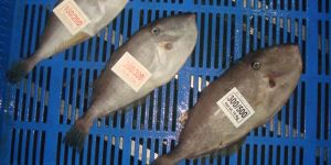 Frozen Leather Jacket Whole Round Fish