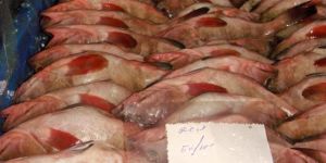 Frozen Reefcod Whole Round