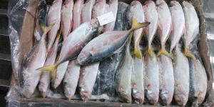 Frozen Yellow Tail Scad Fish