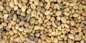 Robusta Coffee Beans