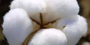 Raw Cotton-01