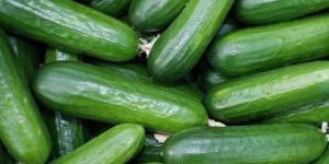 Cucumber