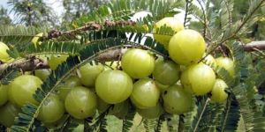 Amla Tree