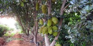 Jackfruit Tree