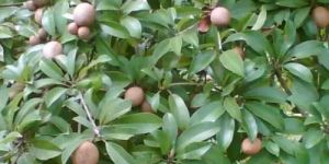 Sapota Tree