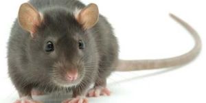 Rat Control Services
