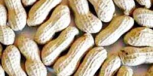 Groundnuts