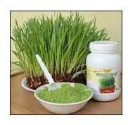 Wheat Grass Powder