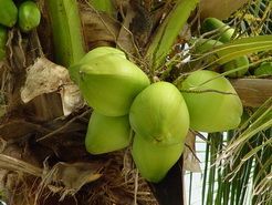 Green Coconut