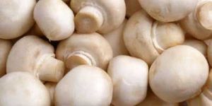 Fresh Button Mushroom