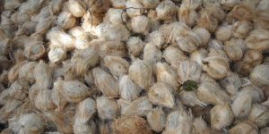 Semi Husked Coconuts
