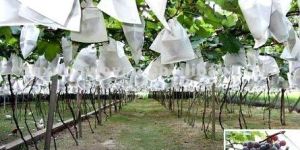 Nonwoven Fruit Covering Fabric