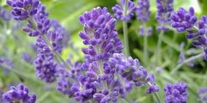 Lavender Flower