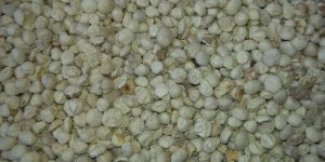 Moringa Oleifera Seeds