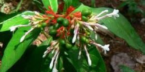 Rauvolfia Serpentina Seedlings
