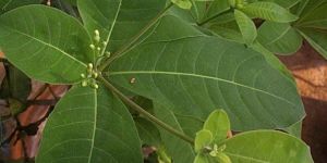 Ravolfia Tetraphylla Leaves Dried