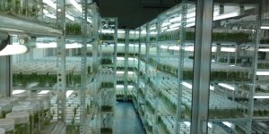 Tissue Culture Teak