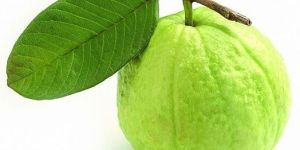 Guava