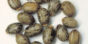 Organic Castor Seed