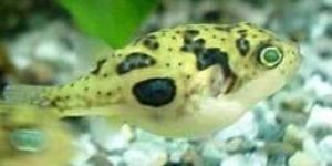 Dwarf Puffer Fish