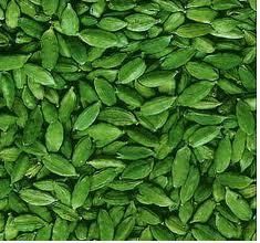 Green Cardamom