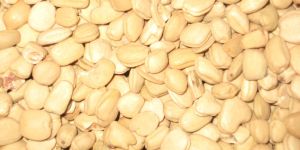 Tamarind Seed, Tamarind Seed Kernal