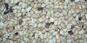 Tamarind Seed Kernal