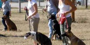 Dog Advanced Training